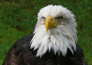 A bald eagle perched